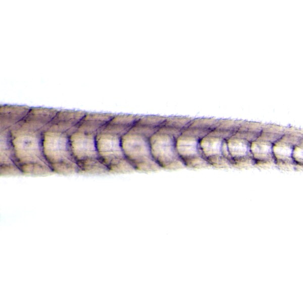 Light microscope image of a zebrafish embryo tail. The motor neuron axons are labeled with DSHB antibody znp-1. PMDI: 23349641, Fig. S3.